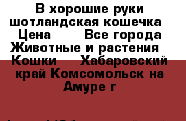 В хорошие руки шотландская кошечка › Цена ­ 7 - Все города Животные и растения » Кошки   . Хабаровский край,Комсомольск-на-Амуре г.